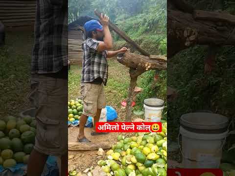 Amilo pelne kolma amilo #youtubeshorts #keepsupporting #nibuwa #dhading #amilo