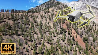Ponderosa Pine Forest (PPxh2) -  4K Drone Flythrough