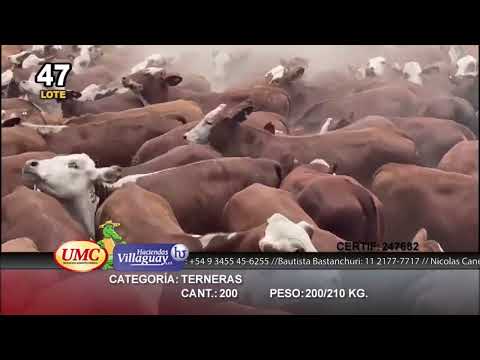 Lote 200 Terneras en Gral. San Martín, Chaco