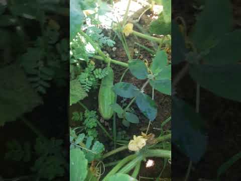 https://youtube.com/shorts/l6EZGTGt51E?si=5hyttd_0HqX37V6Z