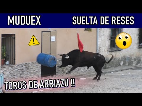 🙌💥SUELTA DE RESES POR LAS CALLES DE MUDUEX🔥