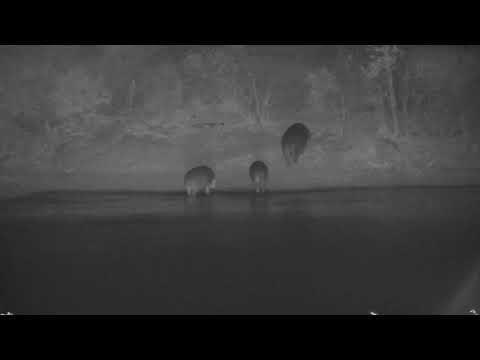 Djuma: Three Hippos leaving - 16:35 - 09/24/2023