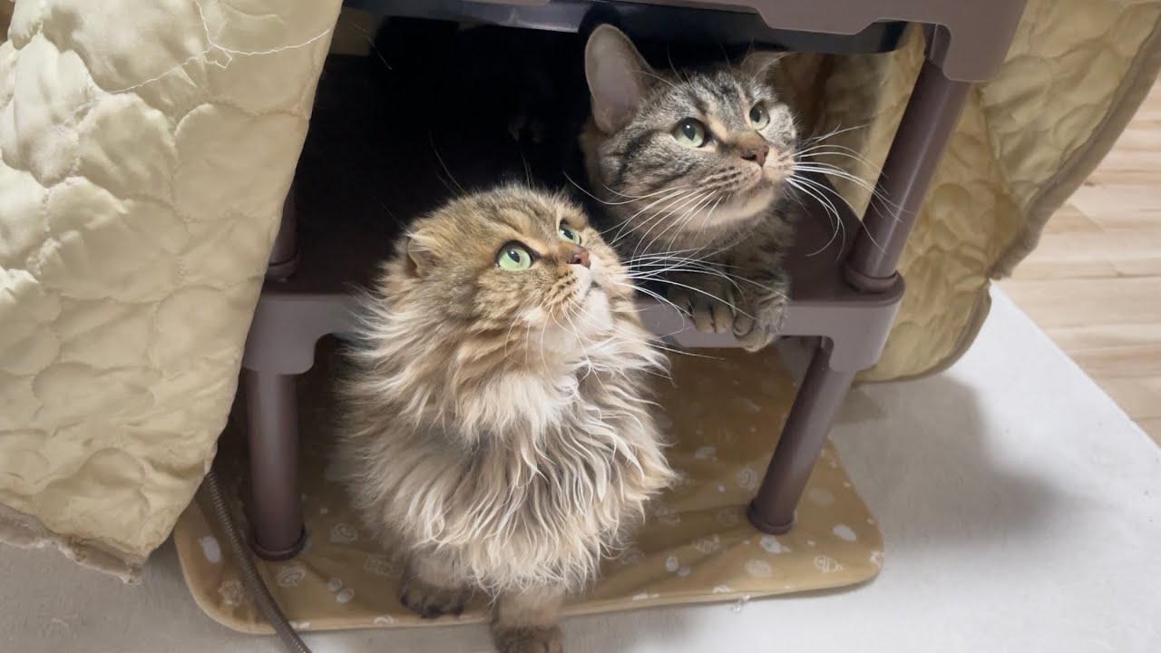 猫にこたつを出してあげたら秒で丸くなっちゃいました…