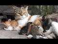 Anak Kucing Bermain Dengan Hewan Ternak Anjing Kelinci Ayam Bebek Sapi Suara Kucing