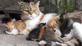 Download lagu Anak kucing bermain dengan hewan ternak: Anjing, kelinci, ayam, bebek, sapi - Suara kucing mp3