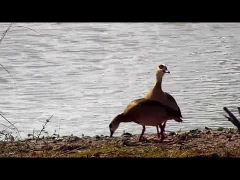Djuma: Egyptian Goose pair - 09:40 - 08/05/21