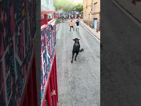 This wild bull is having a hard time getting out! (Incredible!) #bulls #bull #alcora