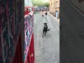 This Wild Bull Is Having A Hard Time Getting Out Incredible Bulls Bull Alcora