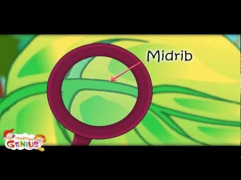 Plant Parts  and Functions -Part 2 Kids of Grade and Grade 4