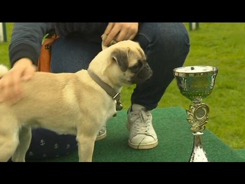 11. Mopsrennen in Hamburg