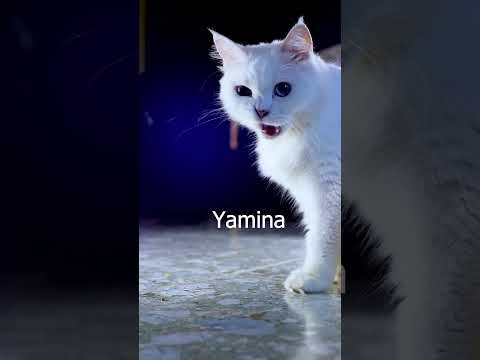 Yamina, Yasmina