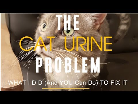Cat Urine Problems: 5 Ways To Solve It At Home