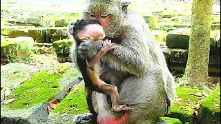 Break Heart When See Dolly Fight Baby Brutus Cruelly, Baby Jump to Fall Escape Dolly.