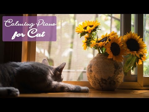 Best Cat Music - Soft Melodies Just for Felines | Calming Piano Music for Cats
