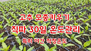 고추 직파 30일 온도 관리 고추 모종키우기 괴산청결고추 [고추재배방법]
