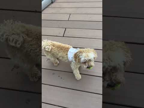 経営学科 ドッグランが好きなトイプードル11ヶ月 #toypoodle #トイプードル #puppy