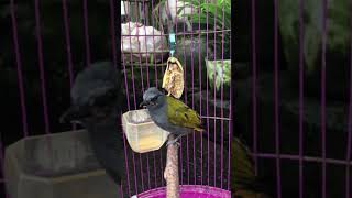 Download lagu CUCAK KELABU GACOR | PANCINGAN BURUNG CUCAK KELABU | MASTERAN CUCAK KELABU | TEMBAKAN CUCAK KELABU mp3