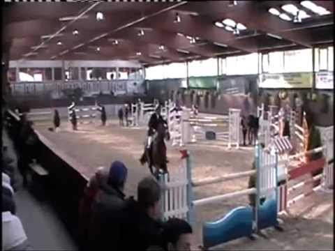 Sambucca 11 jährige Holsteiner Stute von Quantum