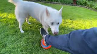 My husky always destroys me at soccer