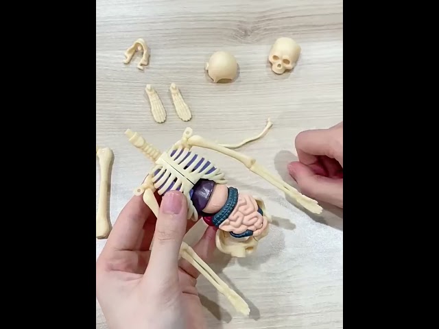 نموذج تشريح جسم الإنسان