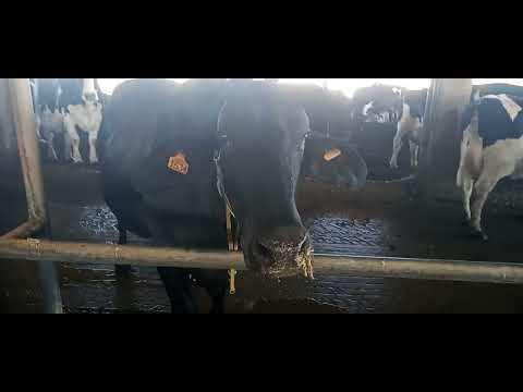 Fazenda abençoada em miroros Ibipeba BAHIA-BRASIL