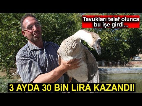 , title : 'Tavukları Telef Oldu Kaz İşine Girdi, 3 Ayda 30 Bin Lira Kazandı'