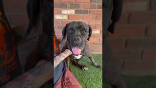 Video preview image #1 Mastiff Puppy For Sale in Goodyear, AZ, USA