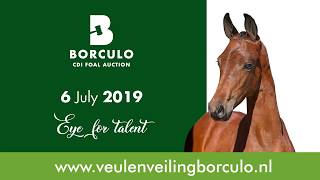 Ventes de foals de Borculo : prochain rendez-vous le 6 juillet