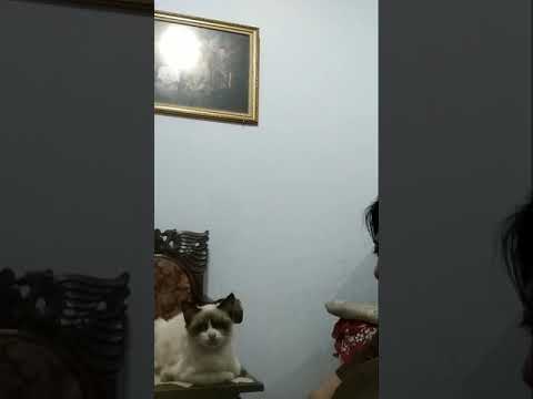 Cats: Why touch my nose?