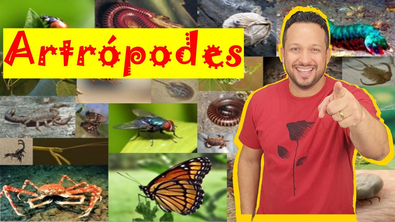 Artrópodes - Filo Arthropoda - Características Gerais - Invertebrados - Zoologia