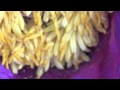 Шмель собирает пыльцу и мед с марьиного корня. Видео высокой чёткости. 