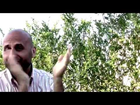 Al Titolo Non Ci Avevo Pensato - Ale Baldi