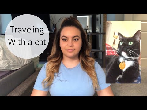 TIPS FOR TRAVELING WITH A CAT - Long road trips