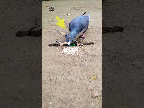 Pigeon trap | bird trap | Part 1 
