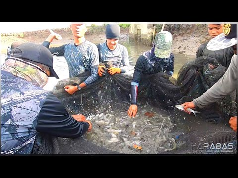 EP409-Part 2 - Paglipat ng Similya ng Bangus | Occ. Mindoro