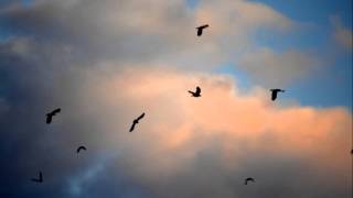 Horizon variations by Max Richter