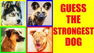Which Dog Breeds Have the Strongest BITE FORCE? | Dog Bites Force Comparison Quiz