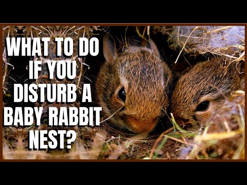 What To Do if You Disturb a Baby Rabbit Nest?