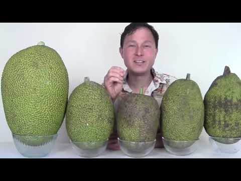 download lagu mp3 mp4 How To Pick Jackfruit, download lagu How To Pick Jackfruit gratis, unduh video klip How To Pick Jackfruit