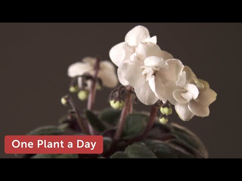 , title : 'Streptocarpus ionanthus / Saintpaulia ionantha (African violets) Houseplant Care — 233 of 365
