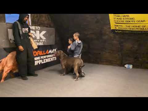 Giant Pitbull protects 2 young boys