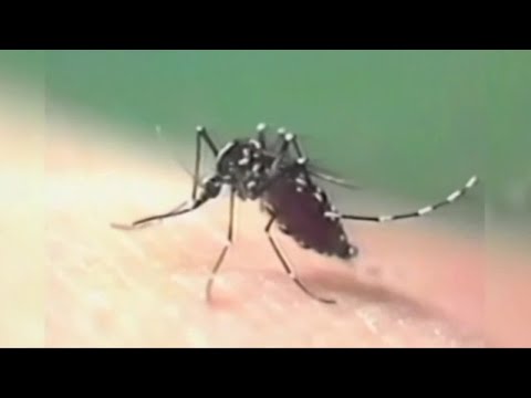 NY Westchester County West Nile Virus Case Documented