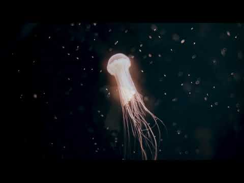 Uplift - 1 HR Bilateral Music Session - Release Stress, Anxiety, PTSD - EMDR, Brainspotting | Calm