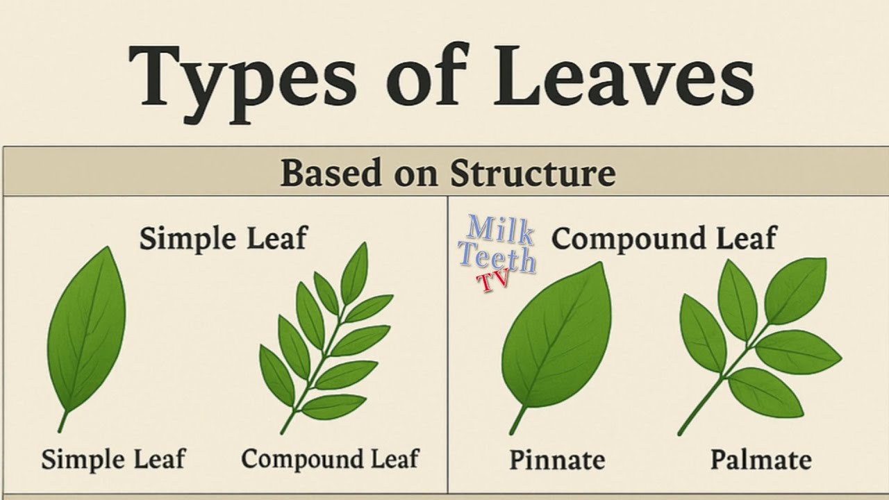 Types of Leaves Explained 🌿 | Structure, Shape, Venation & More | Plant Biology Basics
