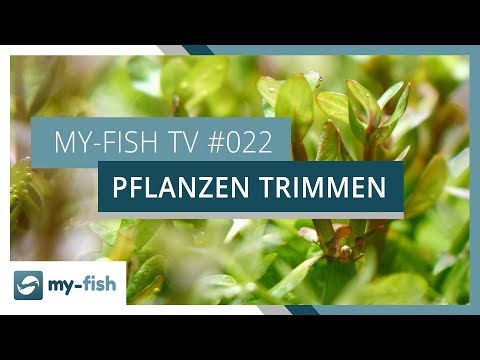 , title : 'Pflanzen trimmen und vermehren | my-fish TV'