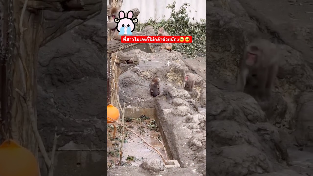 #パンチ #monkey #punch #animals #พันช์คุง #zoo #babymonkey