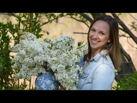Keep Cut Lilacs Looking Fresh for Longer with these Tips!!! // Northlawn Flower Farm
