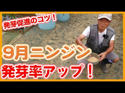 ニンジンの隣に何を植えますか?その理由は何ですか?  庭園