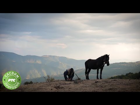 Sasvim prirodno: Stočari u duši, prvi deo - Sasvim prirodno (Jovan Memedović)