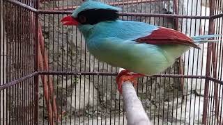 Download lagu Ekek keling gacor #shorts mp3 Download lagu Ekek keling gacor #shorts mp3